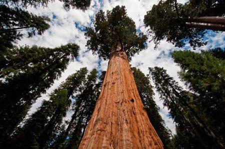 世界上最高的大树有多高?