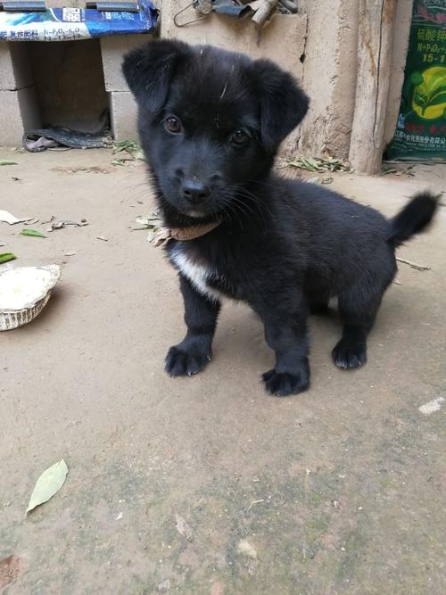 他的名字叫黑熊,中华田园犬.