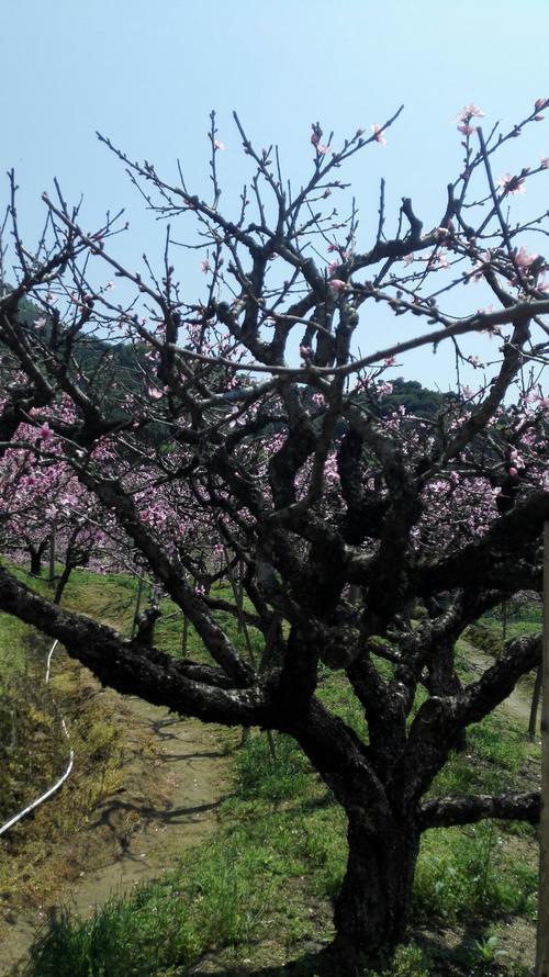 桃树的树干粗壮苍劲,曲折盘旋;树梢婀娜多姿,玲珑纤细.