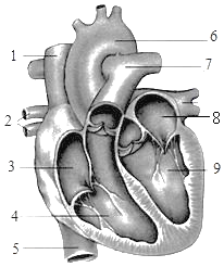 [题目]如图为心脏结构图:(1)填写各部分名称:3: ,6: . .