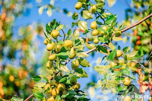 蓝天下的枣子树,金黄的果实非常诱人,秋日故乡的原风景很熟悉