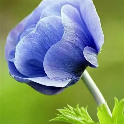 美丽鲜花头像图片大全 高清好看的唯美意境花朵微信头像_植物头像