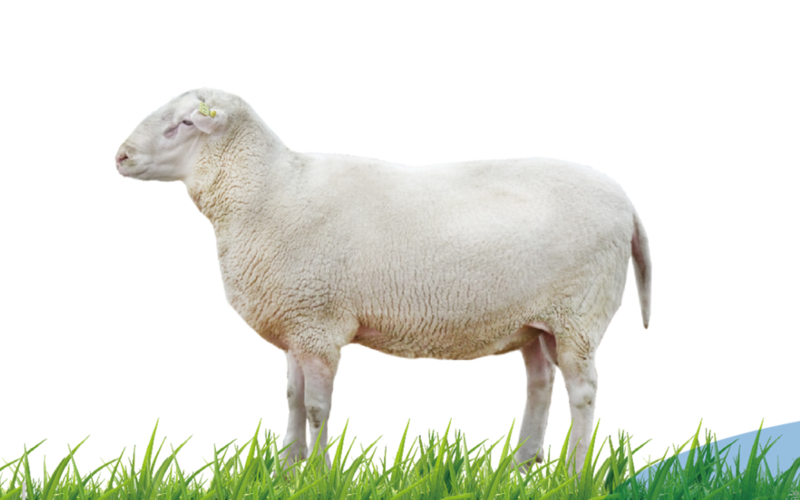 蒙天然奶绵羊亮相绿博会,更优品种助力产业提质增效