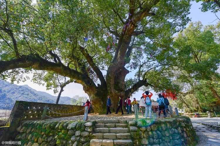 一棵老樟树守护婺源严田古村1600多年,如今成为该村旅游形象代言