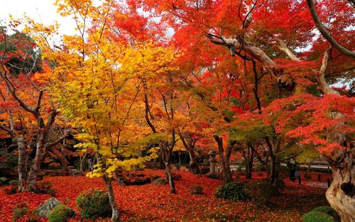 红黄相间的枫树-园光寺的秋色壁纸