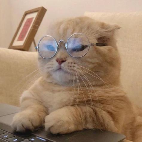 微信头像 带眼镜的猫 微信头像图片大全 -【爱个性】