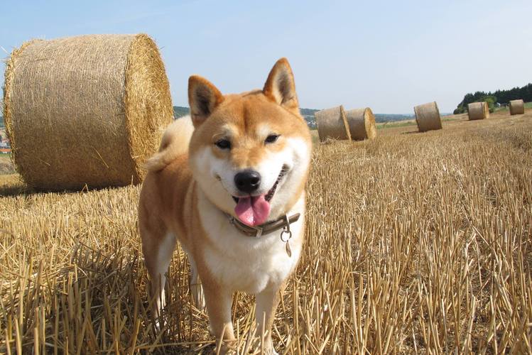 世界名犬之柴犬日本的国犬何以沦落至无人饲养