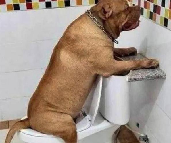 主人看狗狗上厕所的姿势网友看了笑喷