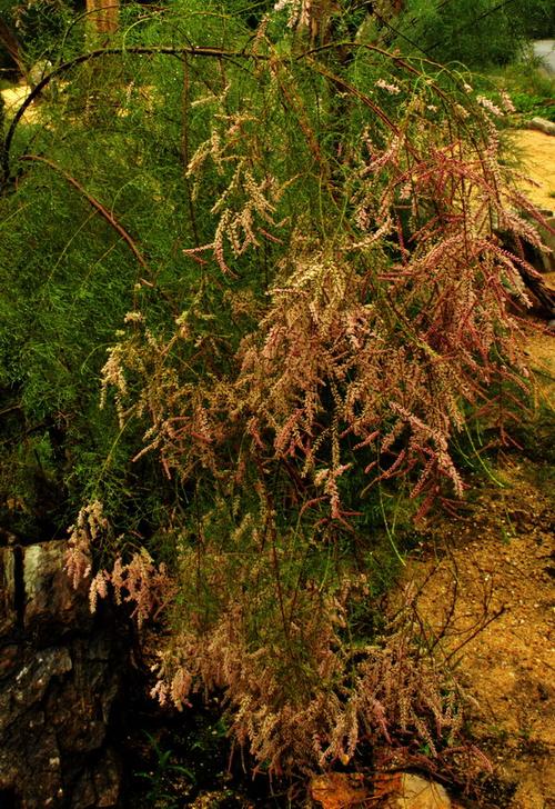  p>多枝柽柳( i>tamarix ramosissima /i> lcdcb)柽柳科柽柳属灌木或