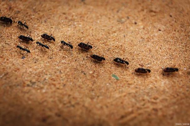 小小建筑师:蚂蚁如何预测下雨并快速搬家
