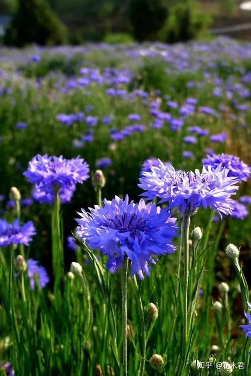 蓝色优雅的矢车菊,如何栽培和防倒伏?