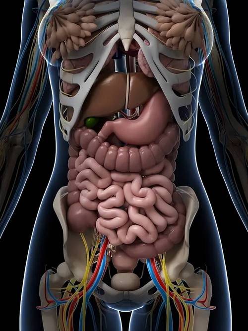 也是人体的许多内脏器官所在地,比如肠道,胃,肾脏等结构都在这个位置