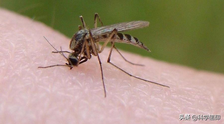 公蚊子吃什么食物,雄性蚊子生活习性知识科普_赤子创业