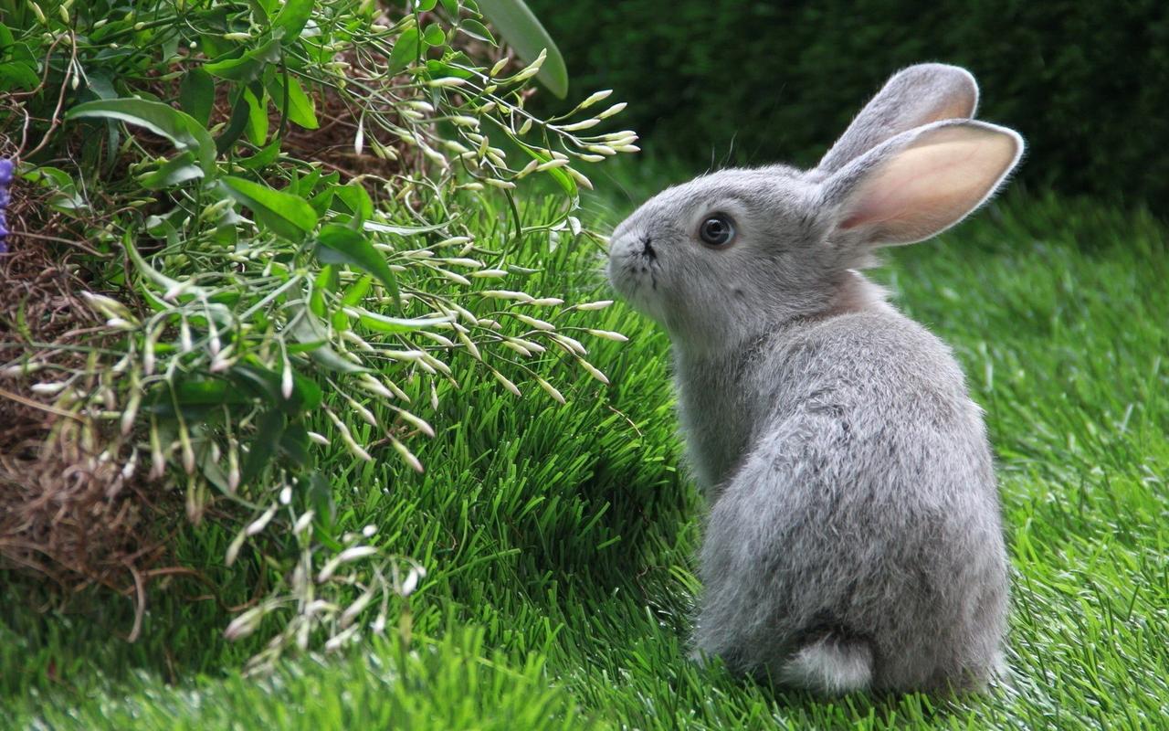 小兔子桌面壁纸之可爱温顺的动物