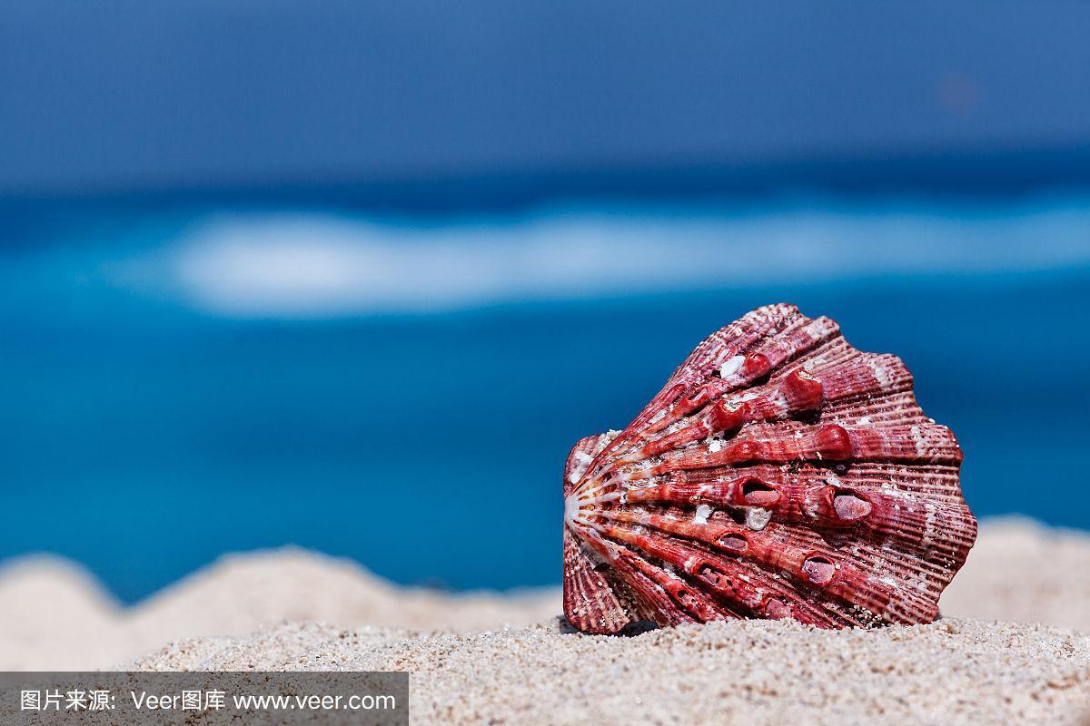 墨西哥坎昆,热带沙滩上的贝壳,以蓝色的大海为背景