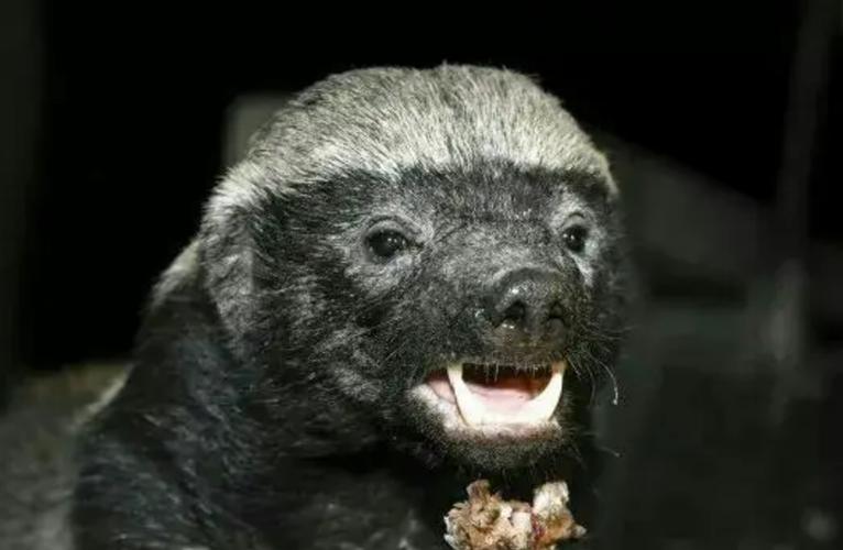 平头哥蜜獾的天敌众多,但没有一种对它们有严重危害,真是不好惹
