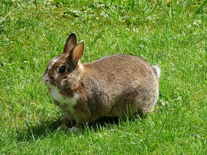 绿色草地上的兔子图片兔子哺乳动物野生动物草地