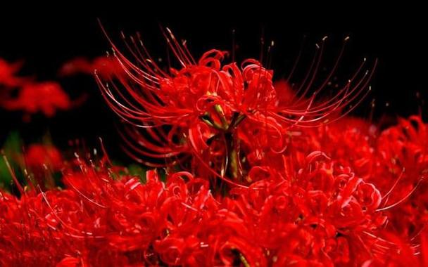 意思是开在冥界之花.曼珠沙华是开在冥界的一种花,也叫彼岸花.