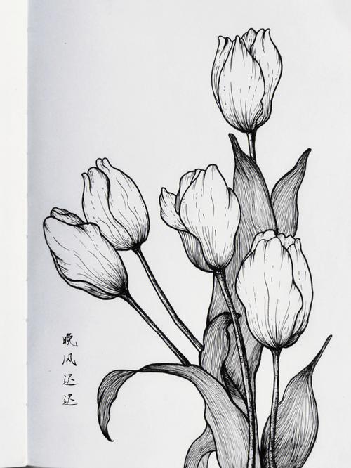 黑白线描花卉丨郁金香丨附步骤