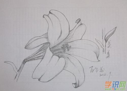 花卉素描铅笔画图片_铅笔画简单花朵花卉