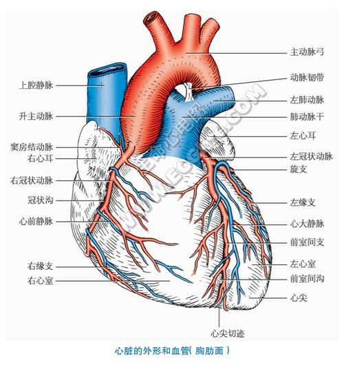 心脏的外形和血管(胸肋面)