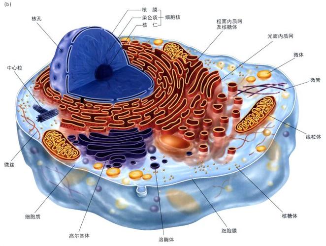 动物细胞亚显微结构模式图-生物百科 - 常州市武进区礼嘉中学