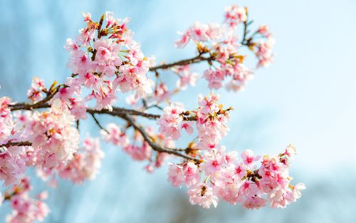 壁纸 樱花绽放,粉红色的花朵,树枝,春天 3840x2160 uhd 4k 高清壁纸