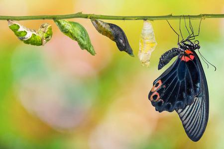 memnon)蝴蝶从毛虫到蛹的生命周期及其在白色背景上分离的成虫形态,夹