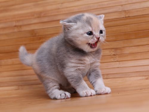 下载壁纸 1600x1200 英国短毛猫,可爱的小猫 桌面背景