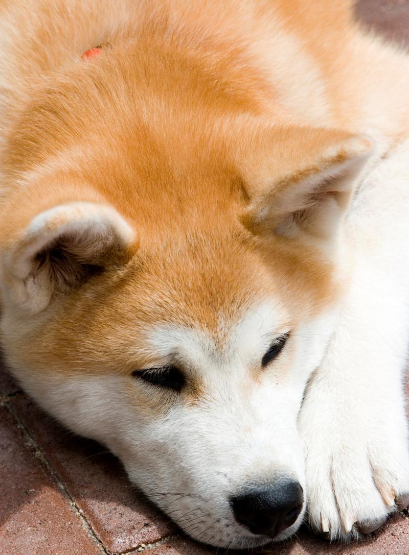 秋田犬拥有浓厚的宗教和神秘色彩,被认为是日本神道信仰的使者.