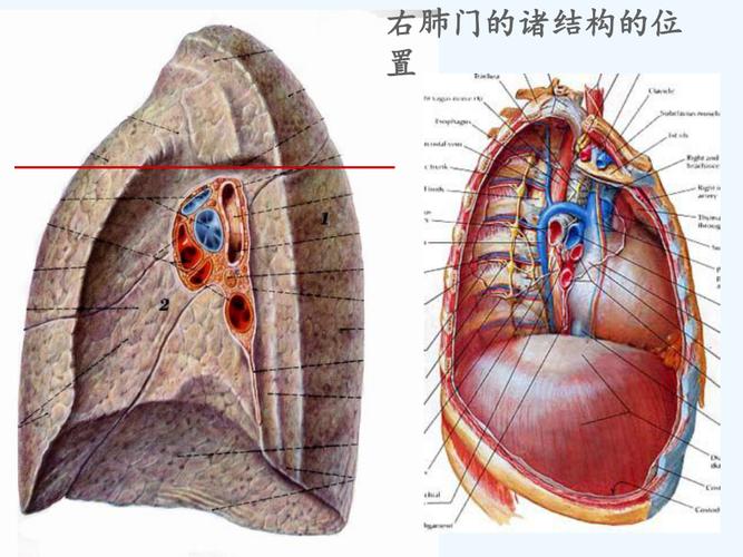 肺门和肺段断层解剖及ct