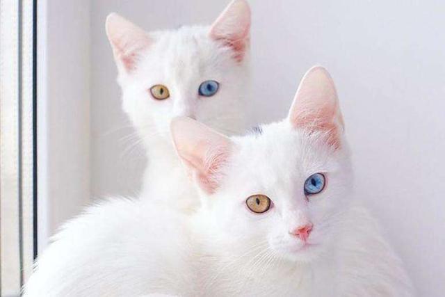 双色瞳孔的波斯猫人