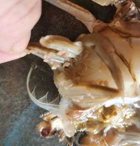 买来的新鲜梭子蟹腮上长寄生虫不敢吃直接丢掉到底是什么东西