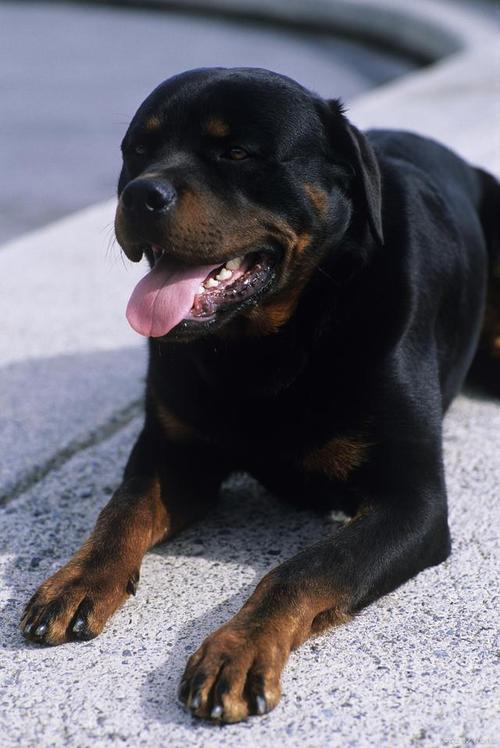 五种大型犬,为何有些是禁养的,它们有何历史渊源?