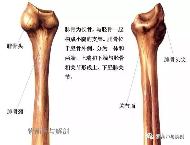 胫骨:一长而粗的骨,与腓骨一起构成小腿的支架骨,包含一体和两端.