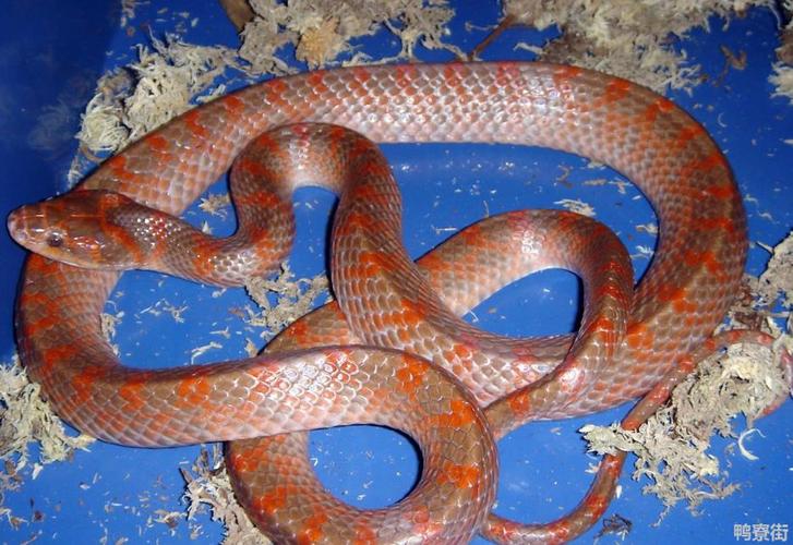 红头三角红尾巴的蛇是什么蛇世上最毒的蛇是什么蛇排名