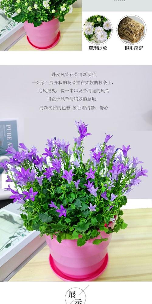 蓝紫色重瓣丹麦梦露风铃花草盆栽植物带花苞室内客厅花卉四季易活 初