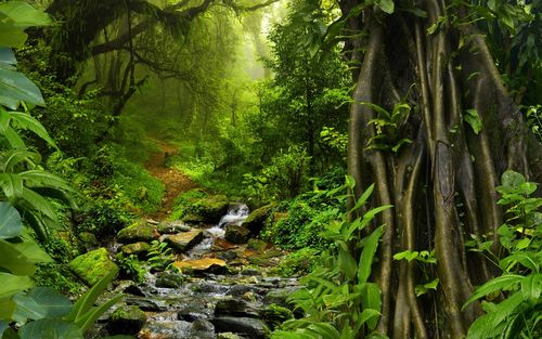 1680x1050 泰国自然风景,热带森林,树,绿色,石头,克里克 桌面背景