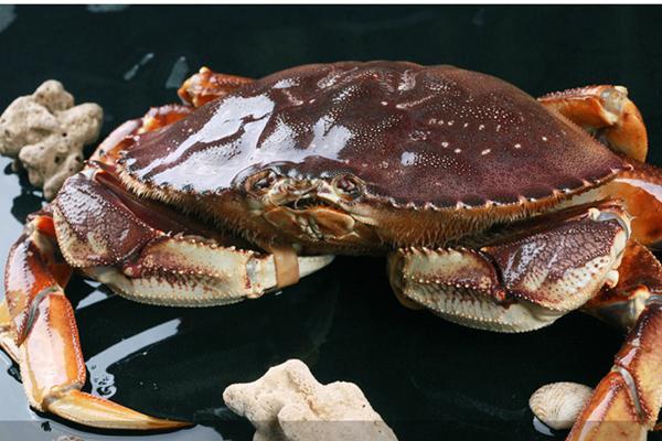 珍宝蟹和面包蟹的区别