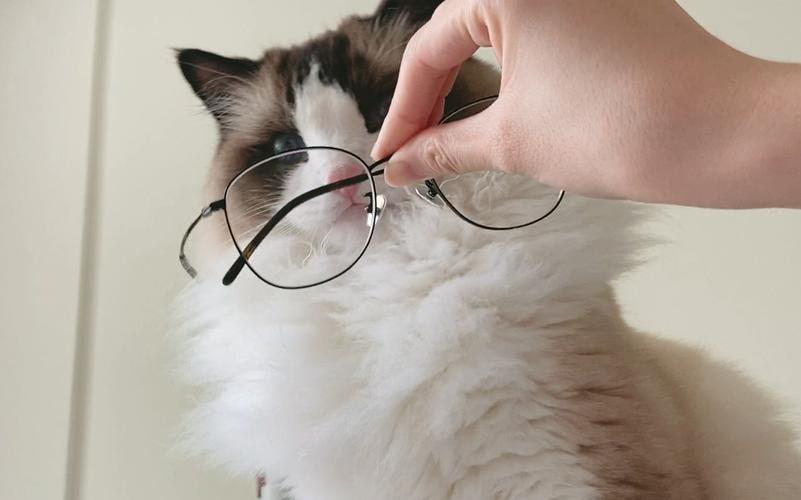 活动  【布偶猫】铲屎官企图给布偶猫戴眼镜.