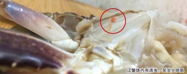 【求证】菜市场买的活螃蟹杀掉里面都是虫子