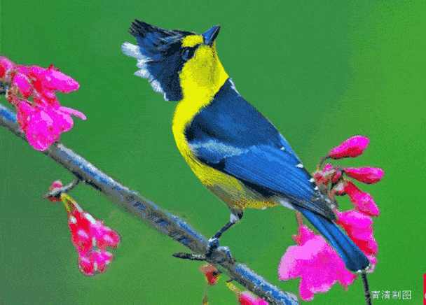 早上好最漂亮的鸟语花香祝朋友平安喜乐