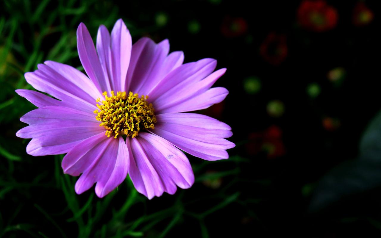 紫色波斯菊宽屏植物桌面壁纸下载