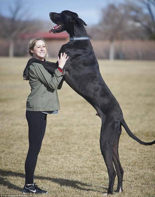 世界9大巨型犬,内心是温柔的大狗,没有想象中凶猛