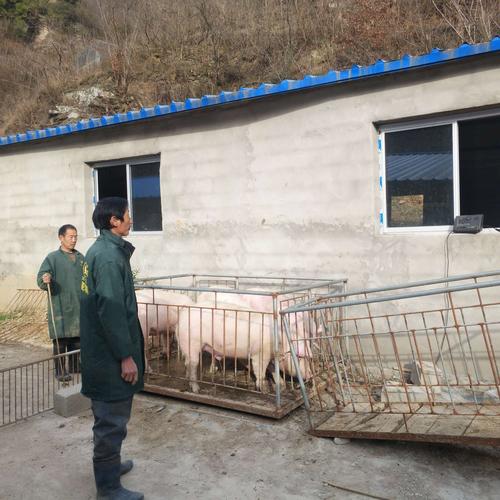 这是陕西商南县赵川镇袁有富老板的猪场
