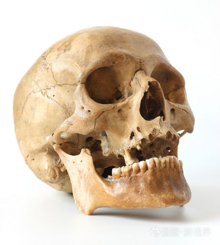 人类头骨