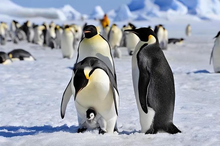 帝企鹅(企鹅家族中个体最大的物种)_尚可名片