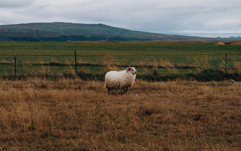 羊,草,风 iphone 桌布