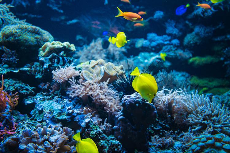 珊瑚礁和鱼水下照片海底世界场景