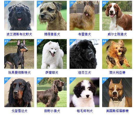 狗狗品种大全图片名字178种美国akc认证的狗狗